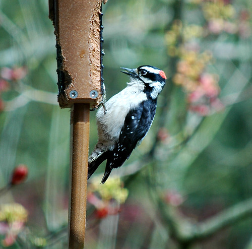 downy woodpecker male 2