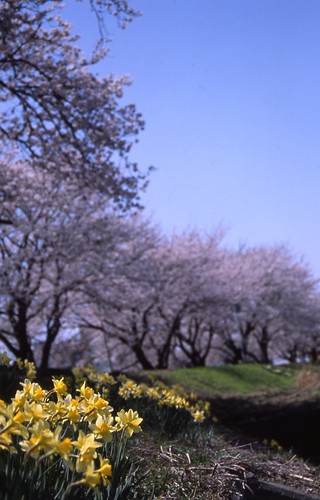 水仙と桜 by tamarin01