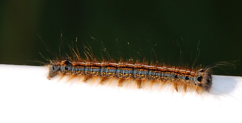 A very pretty caterpillar