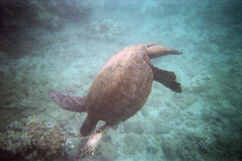 Sea Turtle at Honokeana Bay (3)