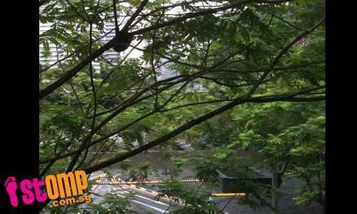 Beehive spotted on tree outside Suntec City