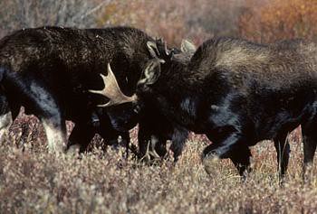 moose battling