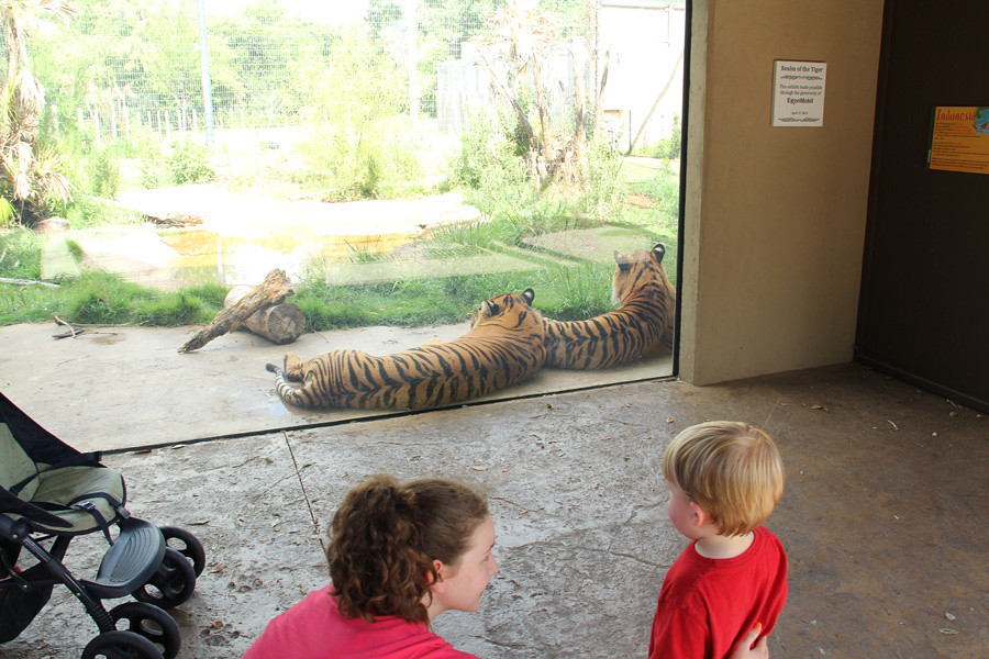 Owen and tigers