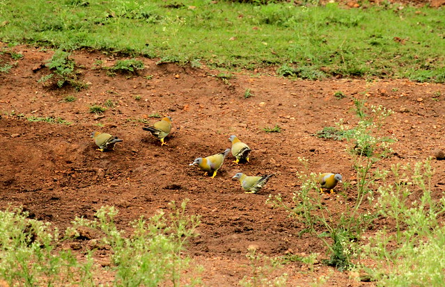 Yellow footed green pigeons