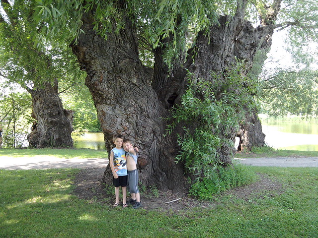 The boys & the big tree (#2)