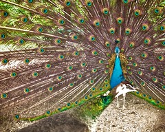 Peacock seduction