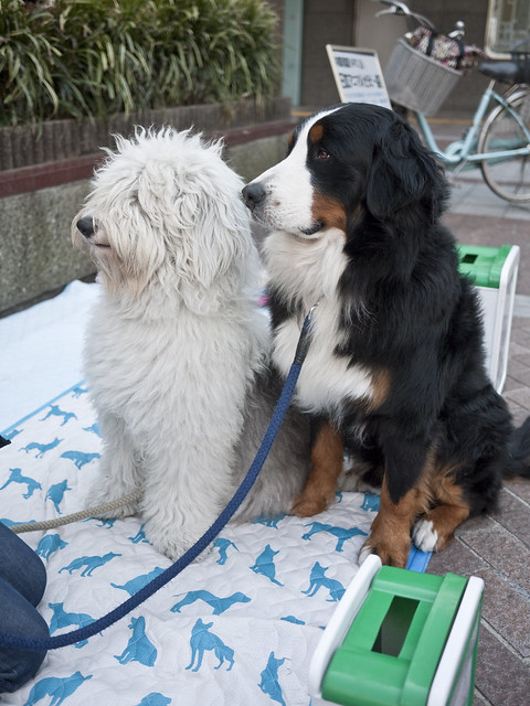 Therapy dogs raising money in Yokohama, Japan