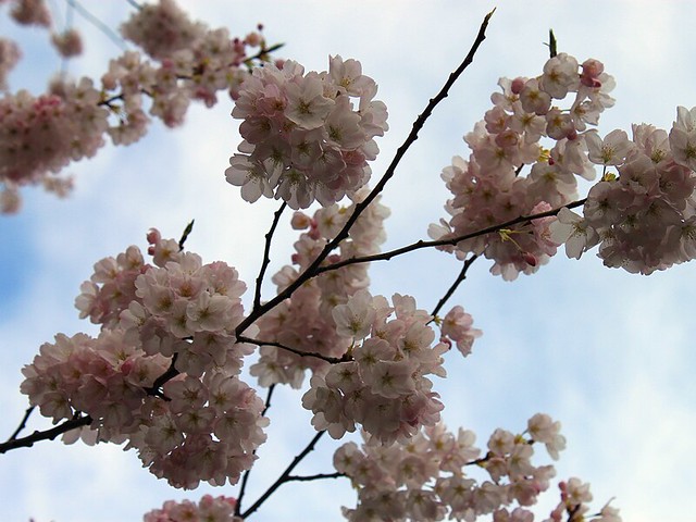 blossoms.