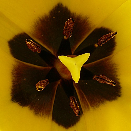 g'eom'etrie florale / floral geometry ©  OliBac