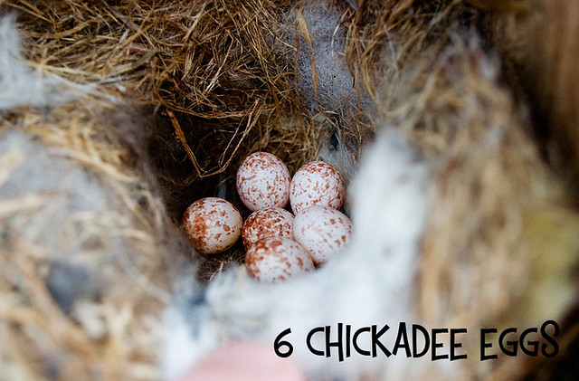 6 Chickadee Eggs