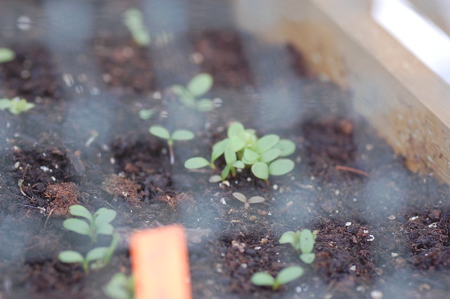 Seedlings in the Edible Roof Box