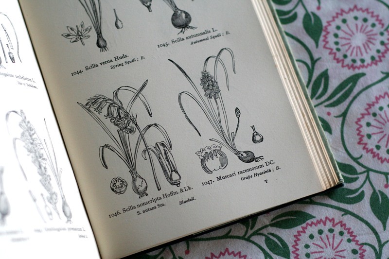 british flora illustrations