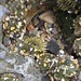Sea Anemone and Sea Slug