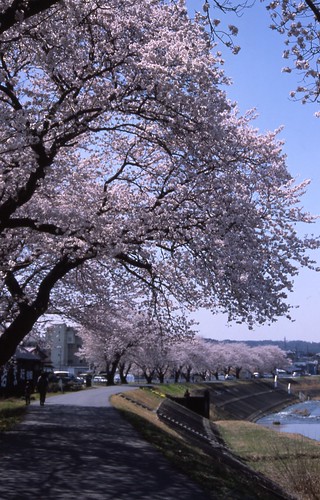 河沿いの桜３ by tamarin01