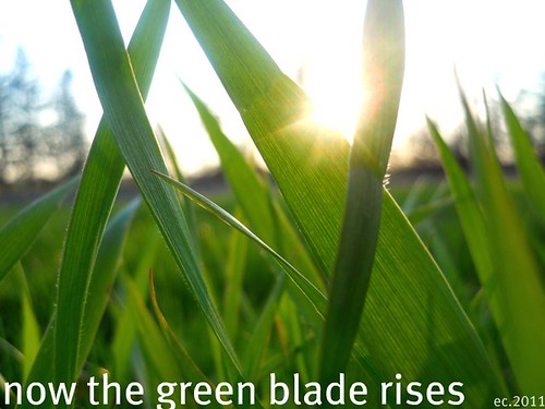 Now the green blade rises