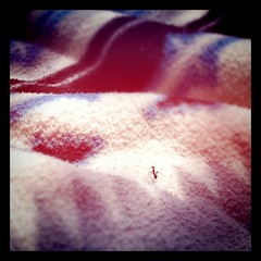 hello, little ant