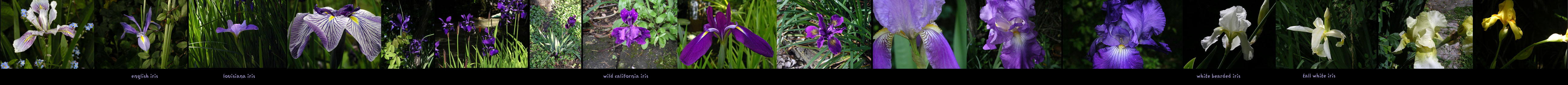 all the irises