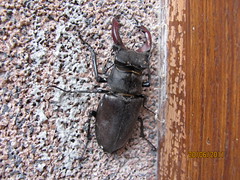 Stag Beetle by Cobra_11