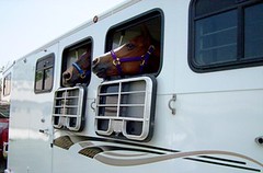horse trailer, horse trailers, gooseneck trailer, tag along trailer, bumper pull trailer