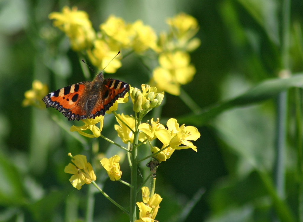Butterfly on canola