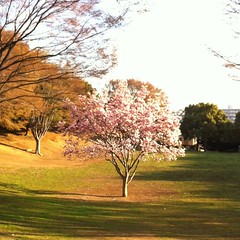 ポツンと桜の木