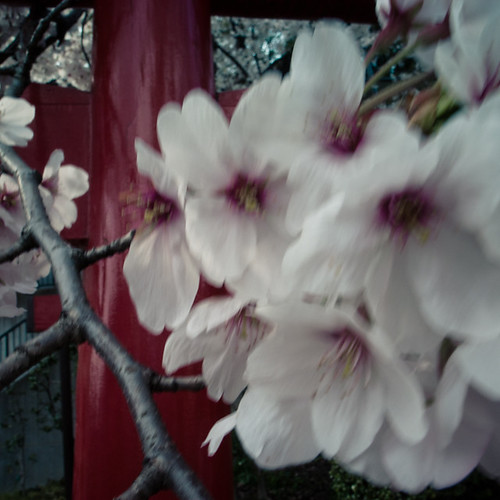Windy Strewn Cherry Blossoms