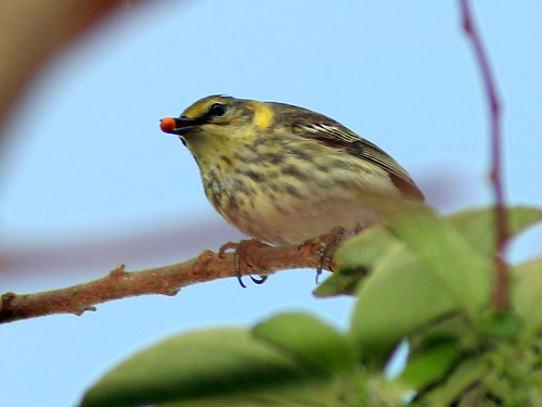 Cape May Warbler female 2-20110412