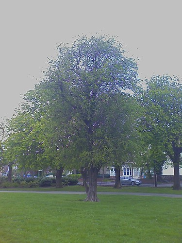 Message Tree, Albert Park, Middlesbrough