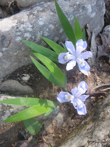 Iris cristata by FreeManWalking