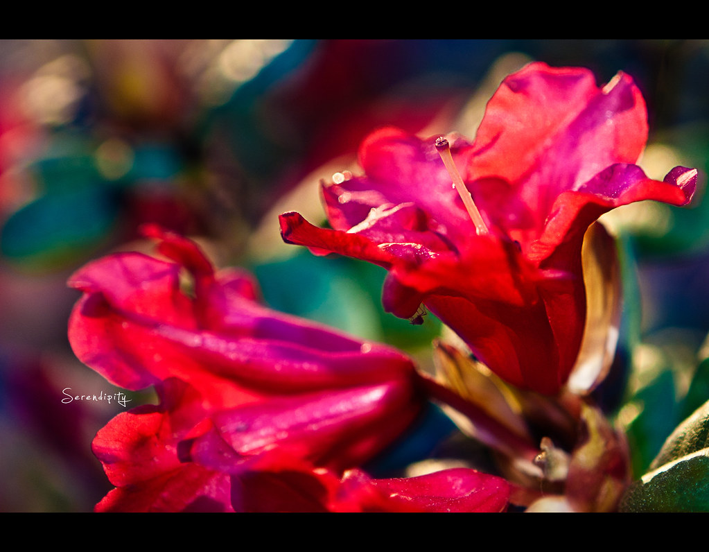 Project 365, Day 254, 254/365, Strobist, Bokeh, Flower, Red, Serendipity, close up, makro, Canon Ef 24-70 f2.8,  