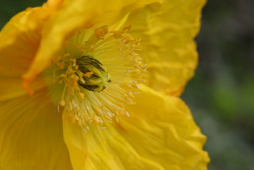 yellowflower by SunshineWonderland