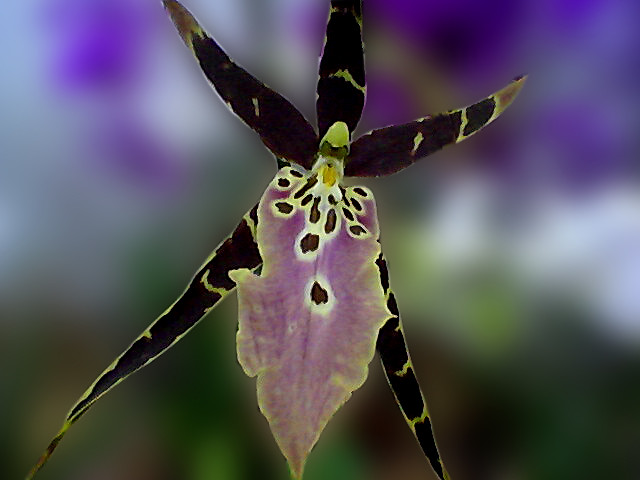 Orquídea Miltassia Shelob "Tolkien"