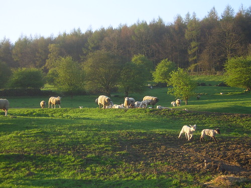 080411 New Lambs on Danefield