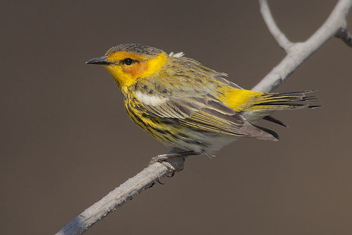 Perched Cape May Warbler by Jeff Dyck