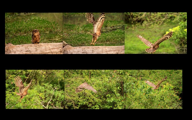 Brown fish owl flight collage