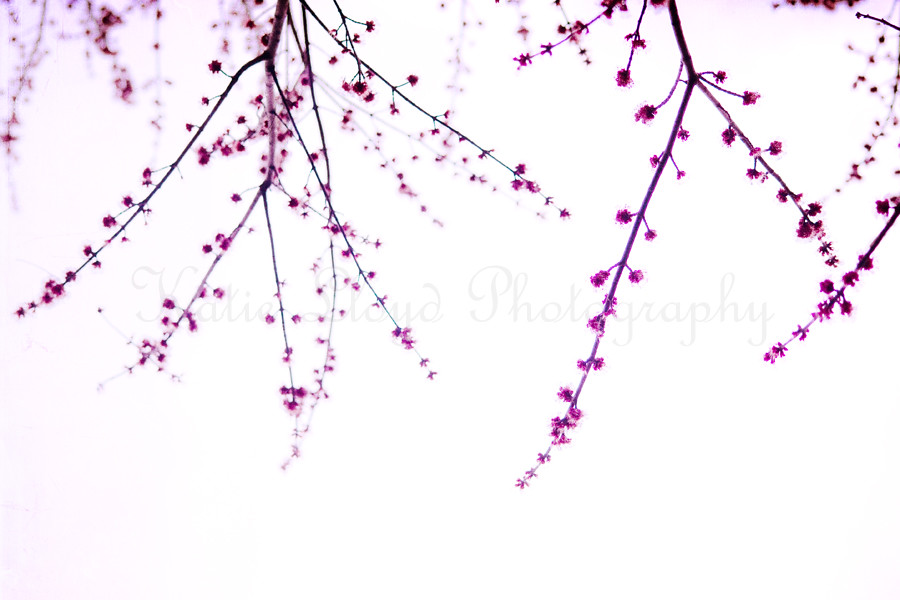 Purple Blossoms