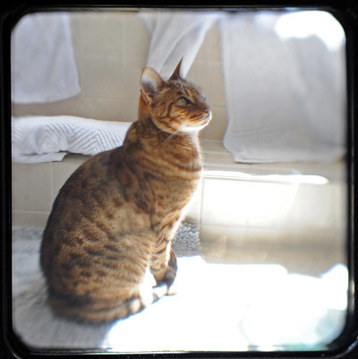 Cat In Bath. cat in bath
