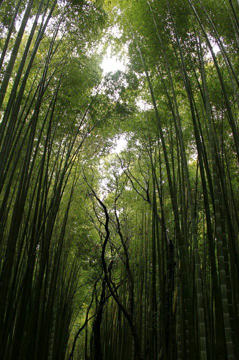 BAMBOO FOREST 1.jpg