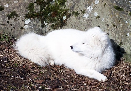 Arctic Fox enjoys the sunny day :-)