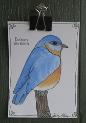 Eastern Bluebird Postcard