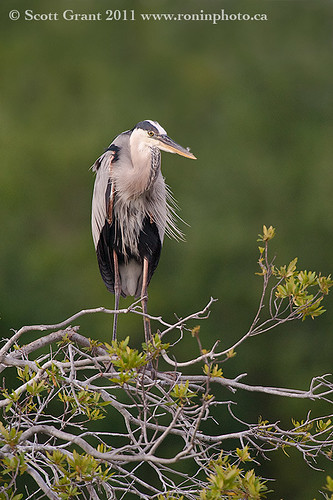 Great Bluer Heron Overlooking Venice Rookery by Scott Grant
