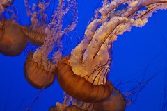 Iconic Sea Nettles