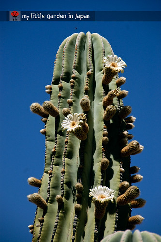 Spring-in-Sonora-desert-8