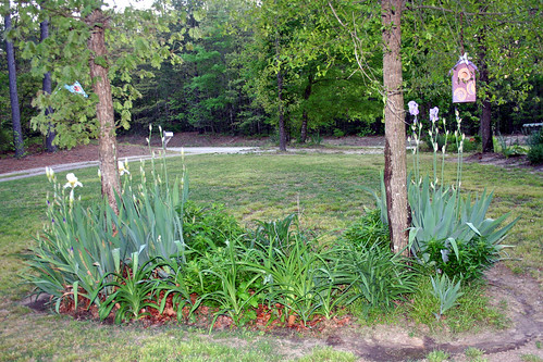 Yard April 2011