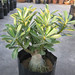 Adenium Bonsai Plant 4