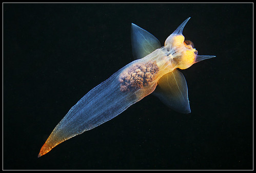 Морской ангел - моллюск Clione limacina
