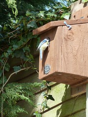 bird box2