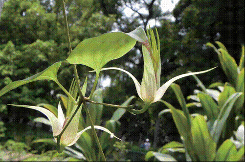 散發醋酸味的百部，對生的葉片葉腋各自長著一朵花，花的造型很特別， 如同蠟燭台一般。 