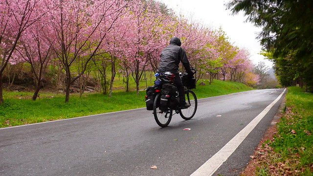 武陵農場騎單車賞櫻花