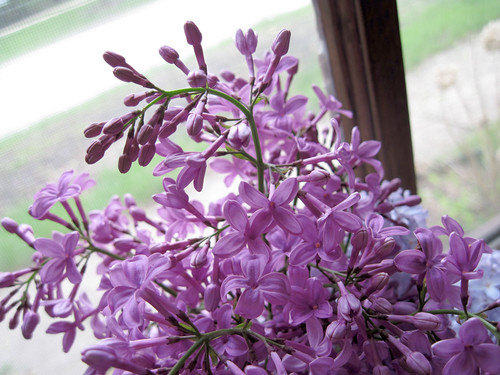 Lilacs 5